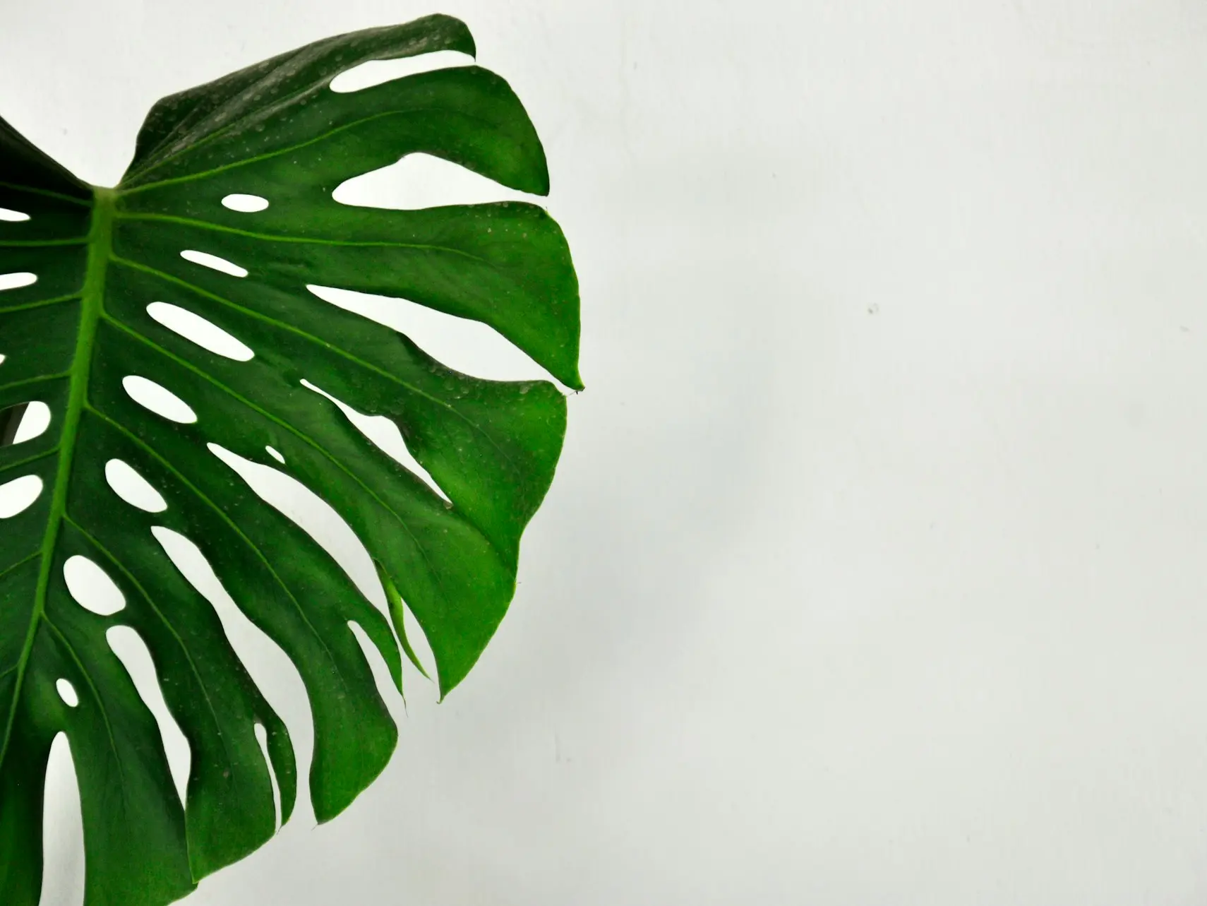 green leave